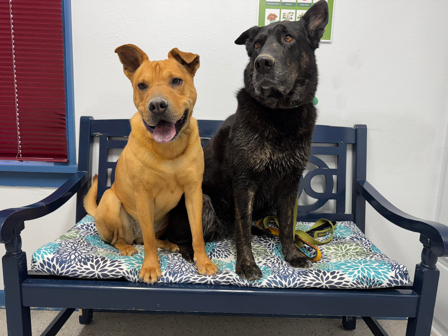 Two dogs sitting on a blue chair with a patterned cushion.