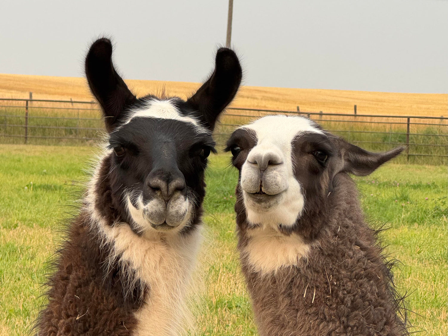 Two llamas standing side by side in a grassy field with a fence in the background.